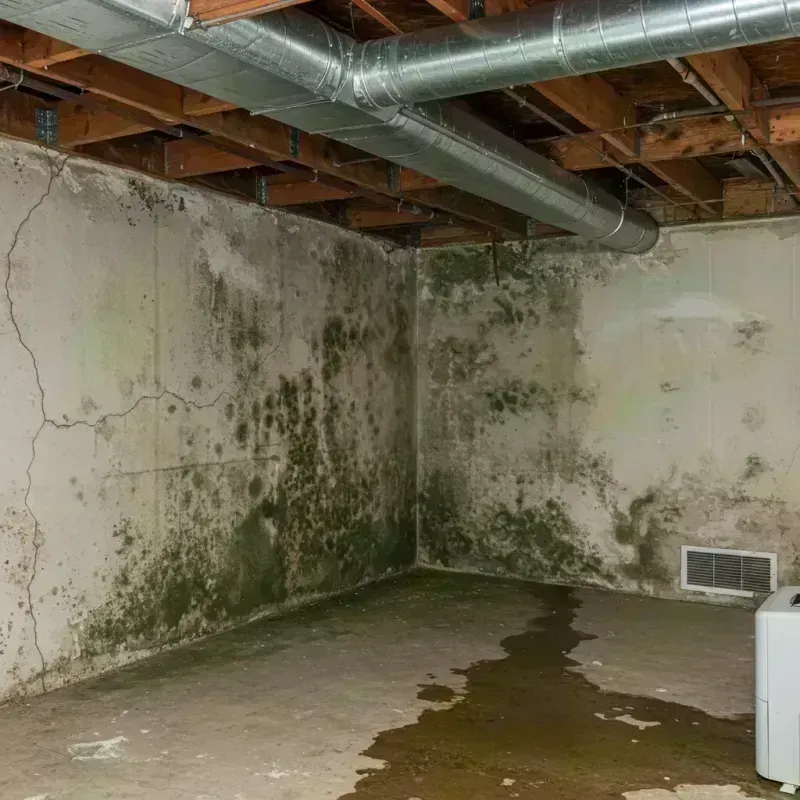 Professional Mold Removal in South Miami, FL